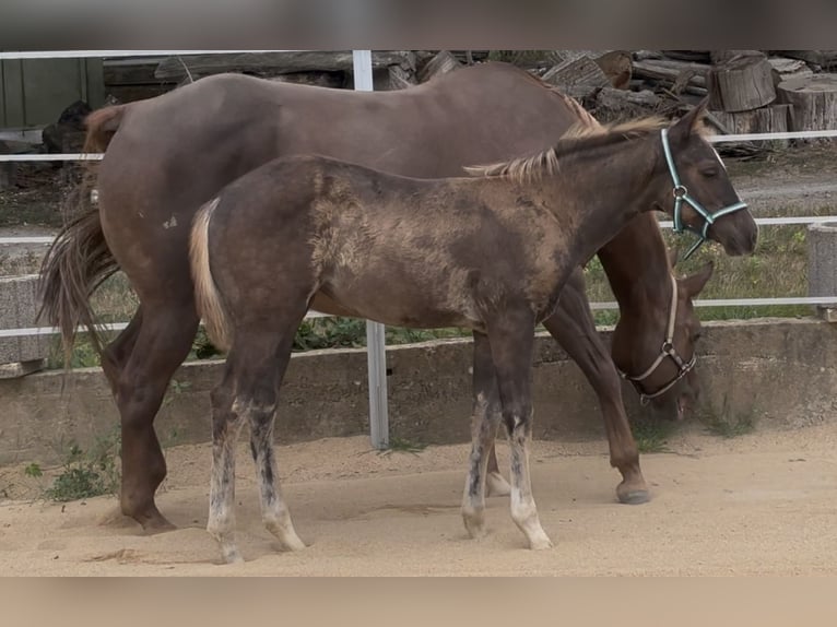 Caballo cuarto de milla Yegua Potro (05/2026) 152 cm Negro in Wissen