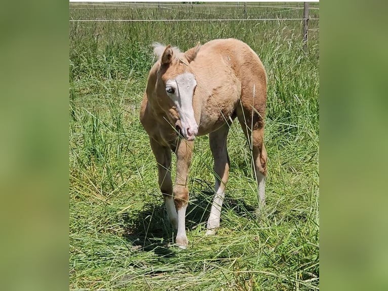 Caballo cuarto de milla Yegua Potro (03/2025) 152 cm Palomino in Halfing