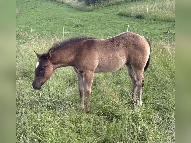 Caballo cuarto de milla Yegua Potro (04/2026) 152 cm Tordo in Daleien