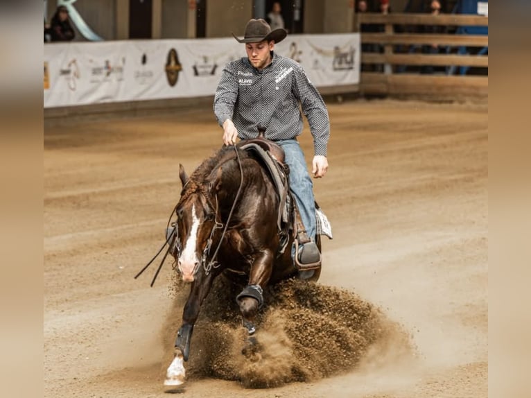 Caballo cuarto de milla Yegua Potro (01/2026) 153 cm Alazán-tostado in Usti nad Labem