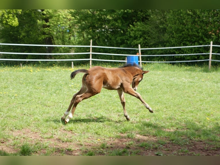 Caballo cuarto de milla Yegua  153 cm Castaño in Breitenbach