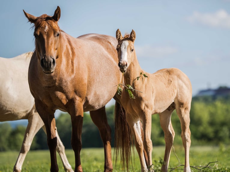 Caballo cuarto de milla Yegua Potro (04/2026) 153 cm Palomino in Herzberg am Harz