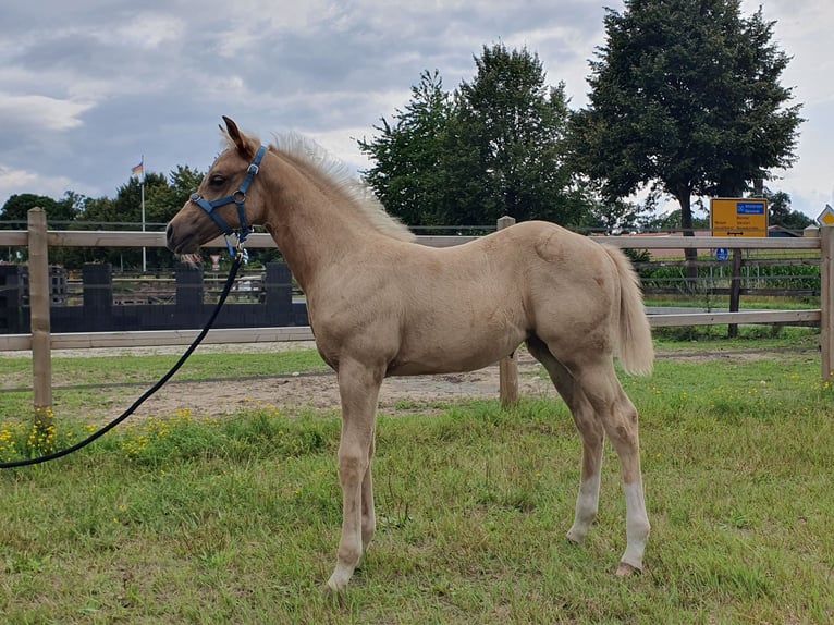 Caballo cuarto de milla Yegua Potro (05/2025) 153 cm Palomino in Rheine