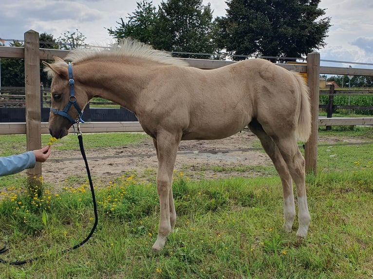 Caballo cuarto de milla Yegua Potro (05/2025) 153 cm Palomino in Rheine