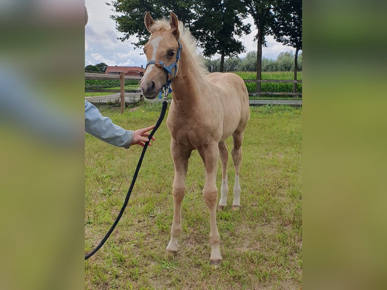 Caballo cuarto de milla Yegua Potro (05/2025) 153 cm Palomino in Rheine