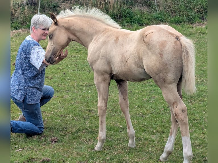 Caballo cuarto de milla Yegua Potro (05/2025) 153 cm Palomino in Rheine