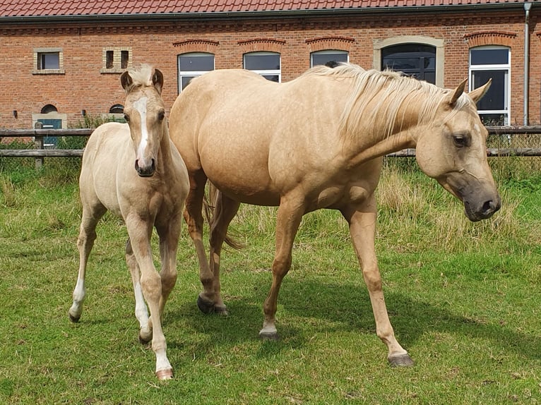 Caballo cuarto de milla Yegua Potro (05/2025) 153 cm Palomino in Rheine