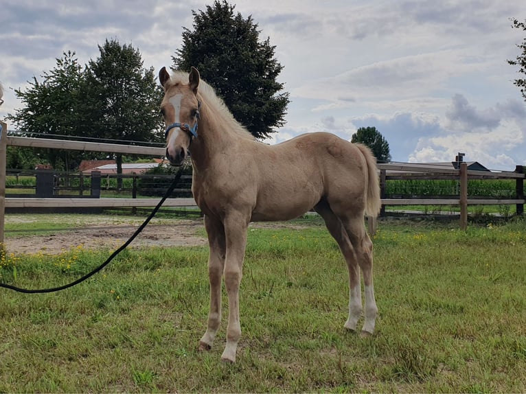 Caballo cuarto de milla Yegua Potro (05/2025) 153 cm Palomino in Rheine