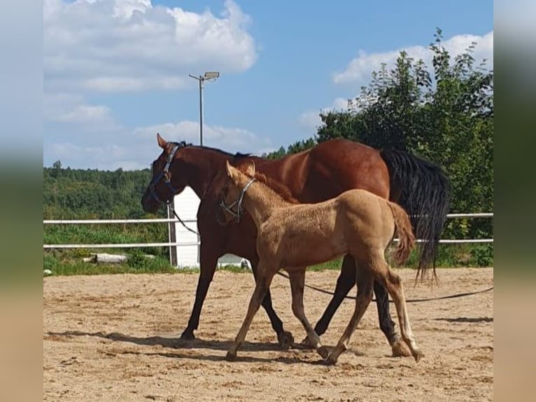 Caballo cuarto de milla Yegua Potro (06/2025) 153 cm Red Dun/Cervuno in Wenden