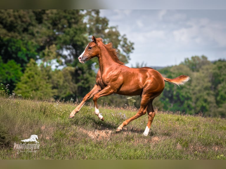 Caballo cuarto de milla Yegua Potro (05/2026) 154 cm Alazán-tostado in Senden