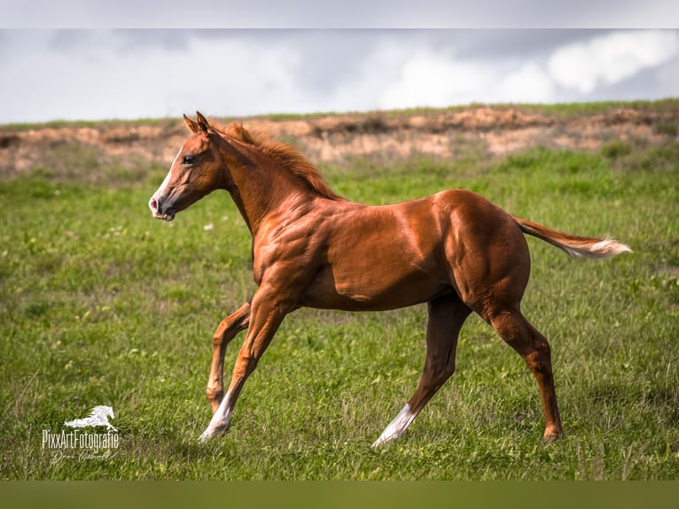 Caballo cuarto de milla Yegua Potro (05/2026) 154 cm Alazán-tostado in Senden