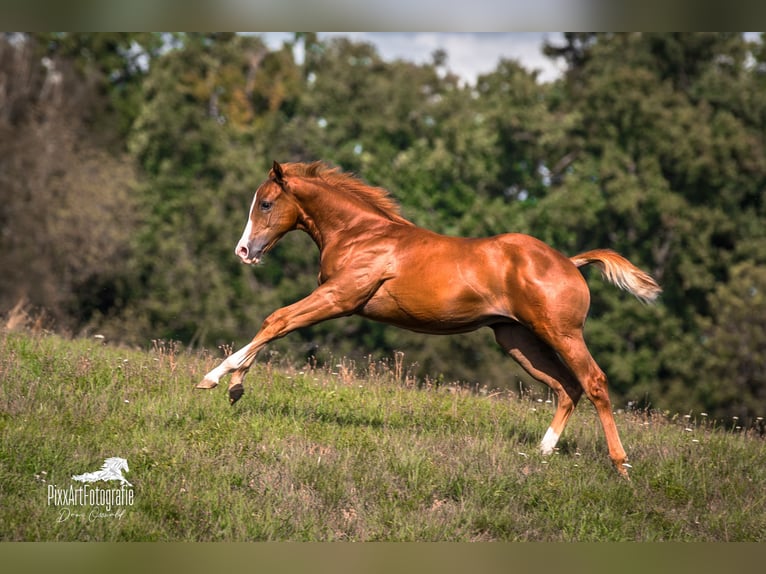 Caballo cuarto de milla Yegua Potro (05/2026) 154 cm Alazán-tostado in Senden