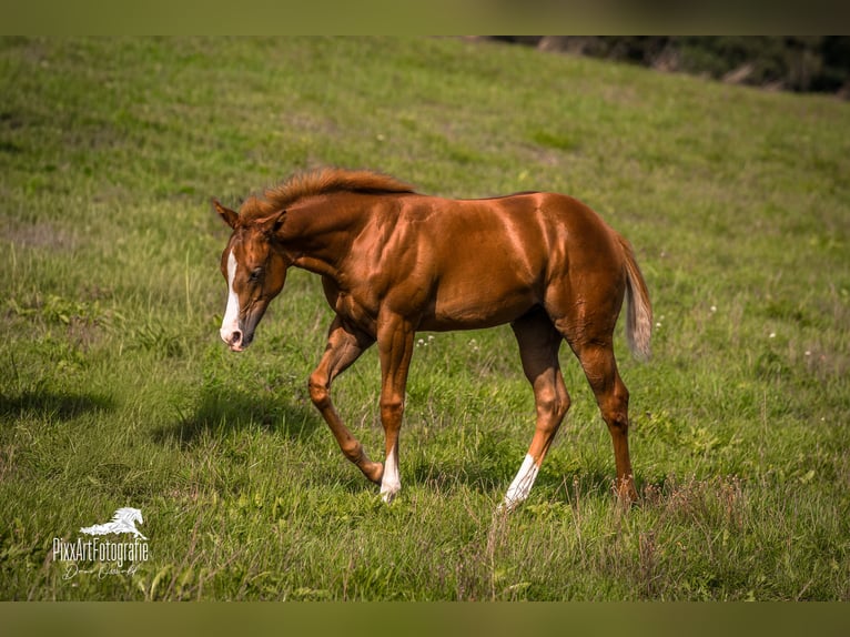 Caballo cuarto de milla Yegua Potro (05/2026) 154 cm Alazán-tostado in Senden