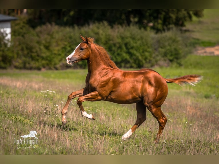 Caballo cuarto de milla Yegua Potro (05/2026) 154 cm Alazán-tostado in Senden