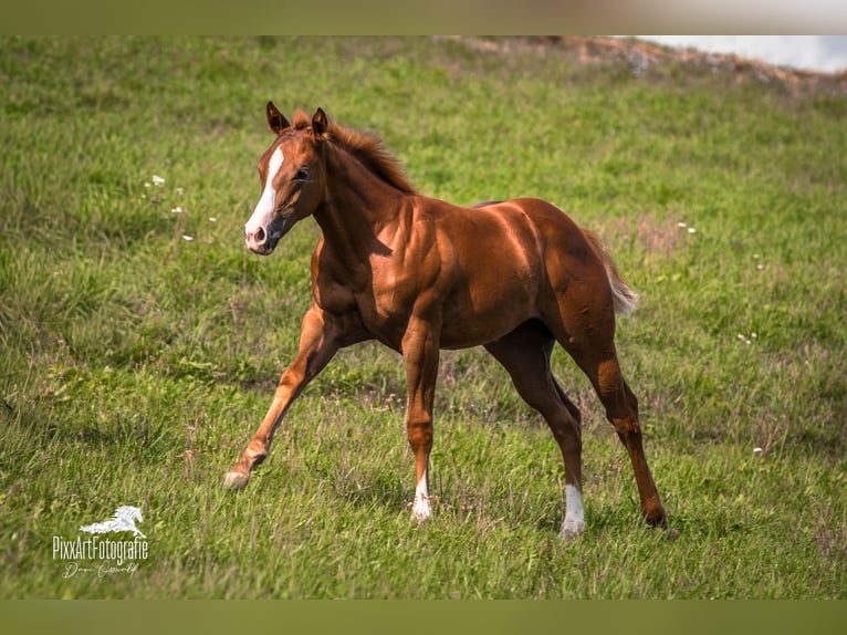 Caballo cuarto de milla Yegua Potro (05/2026) 154 cm Alazán-tostado in Senden
