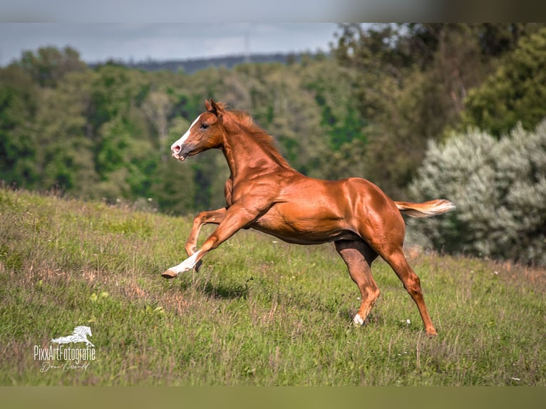 Caballo cuarto de milla Yegua Potro (05/2026) 154 cm Alazán-tostado in Senden