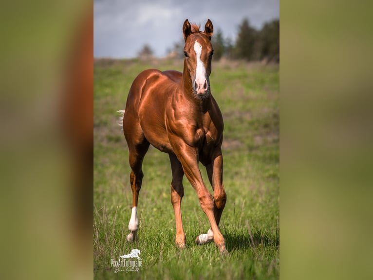 Caballo cuarto de milla Yegua Potro (05/2026) 154 cm Alazán-tostado in Senden