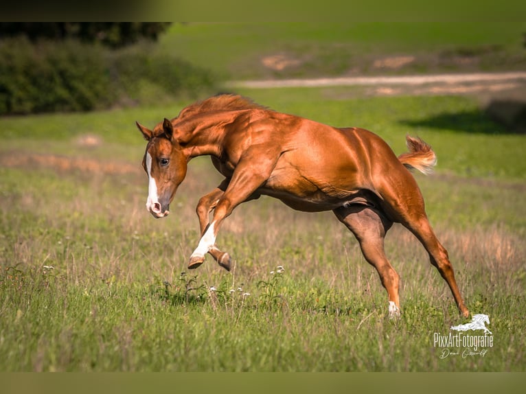 Caballo cuarto de milla Yegua Potro (05/2026) 154 cm Alazán-tostado in Senden