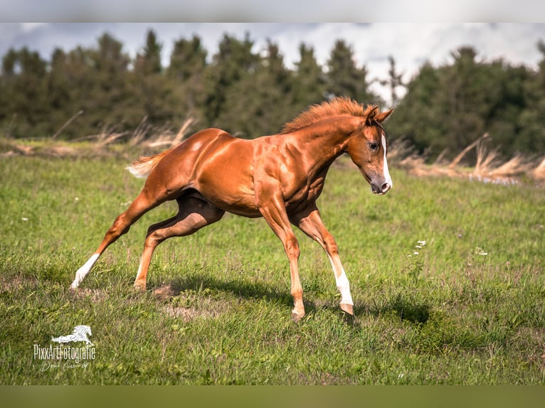 Caballo cuarto de milla Yegua Potro (05/2026) 154 cm Alazán-tostado in Senden