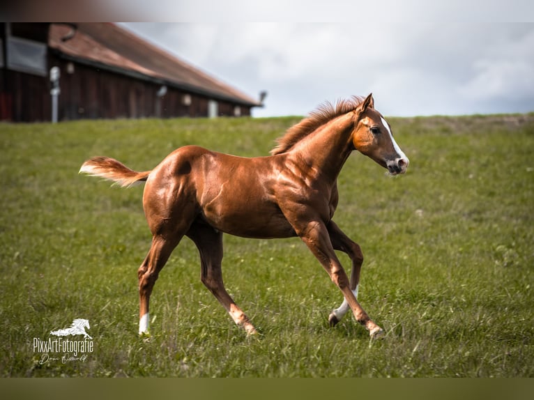 Caballo cuarto de milla Yegua Potro (05/2026) 154 cm Alazán-tostado in Senden