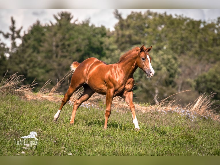 Caballo cuarto de milla Yegua Potro (05/2026) 154 cm Alazán-tostado in Senden