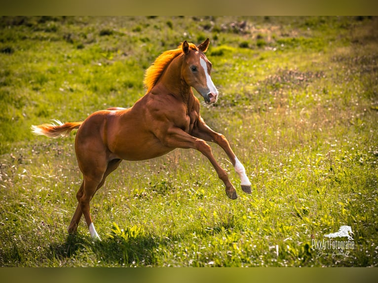 Caballo cuarto de milla Yegua Potro (05/2026) 154 cm Alazán-tostado in Senden