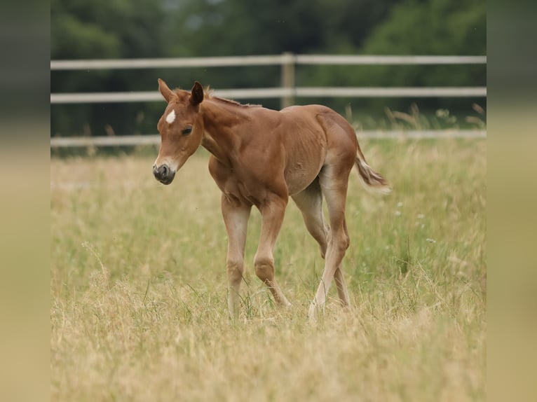Caballo cuarto de milla Yegua Potro (05/2026) 155 cm Alazán in Waldshut-Tiengen