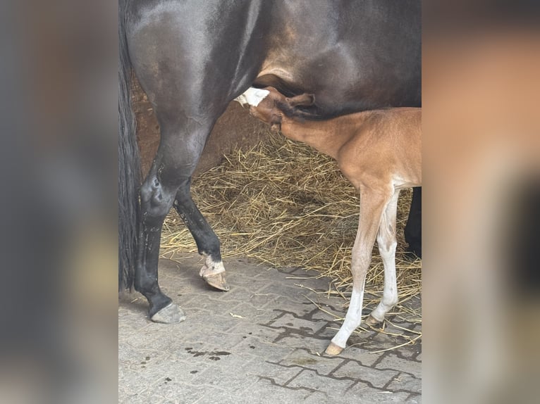 Caballo cuarto de milla Yegua  155 cm Castaño in MannheiM