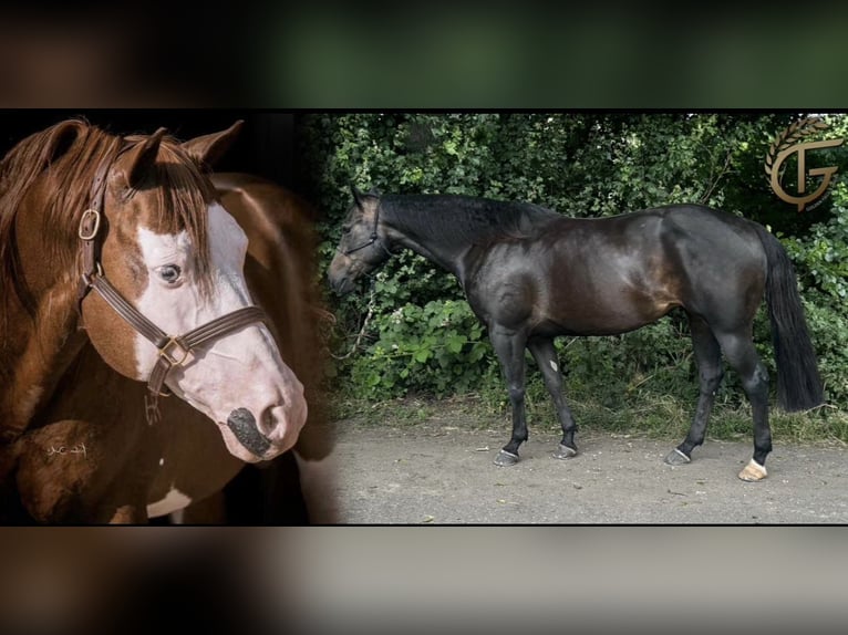Caballo cuarto de milla Yegua  155 cm Castaño in MannheiM