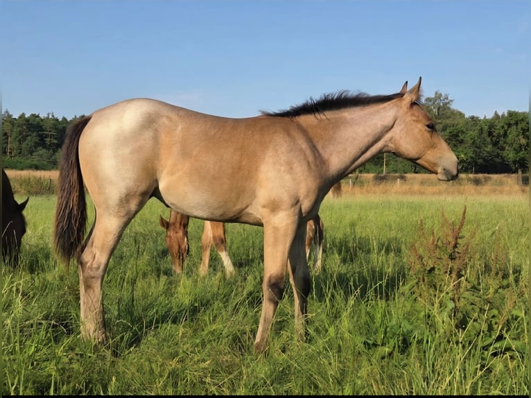 Caballo cuarto de milla Yegua Potro (04/2026) 155 cm Castaño-ruano in Marklohe