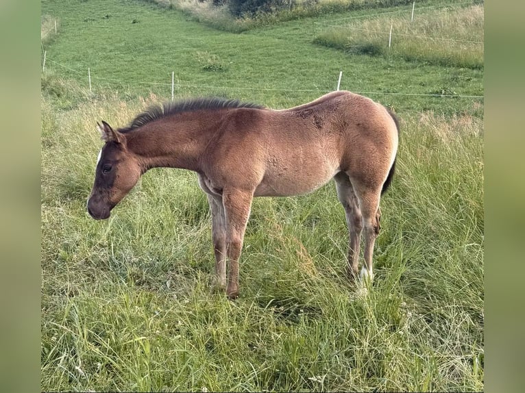 Caballo cuarto de milla Yegua Potro (04/2026) 155 cm Tordo in Daleiden