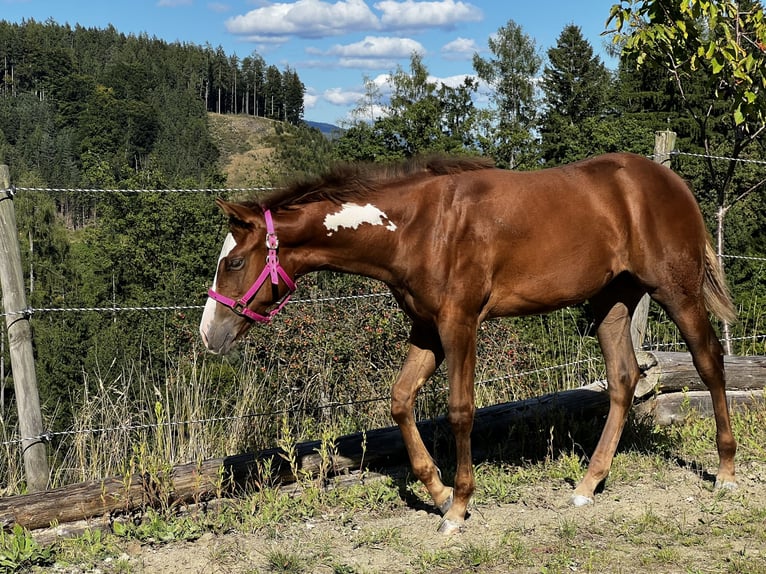 Caballo cuarto de milla Yegua Potro (03/2025) 160 cm Alazán-tostado in KrottendorfKapfenberg