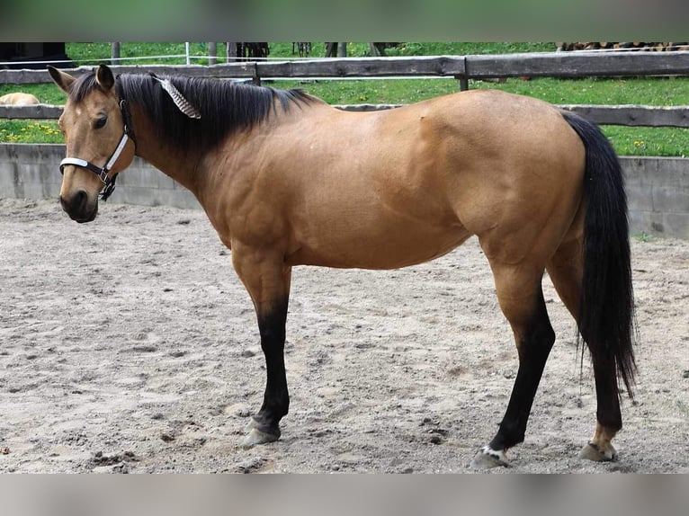 Caballo cuarto de milla Yegua Potro (05/2024) 160 cm Buckskin/Bayo in Nyýrsko