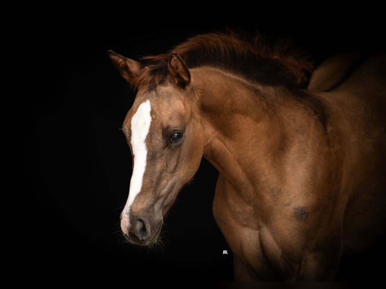 Caballo cuarto de milla Yegua Potro (04/2024) 160 cm Red Dun/Cervuno in Kehl