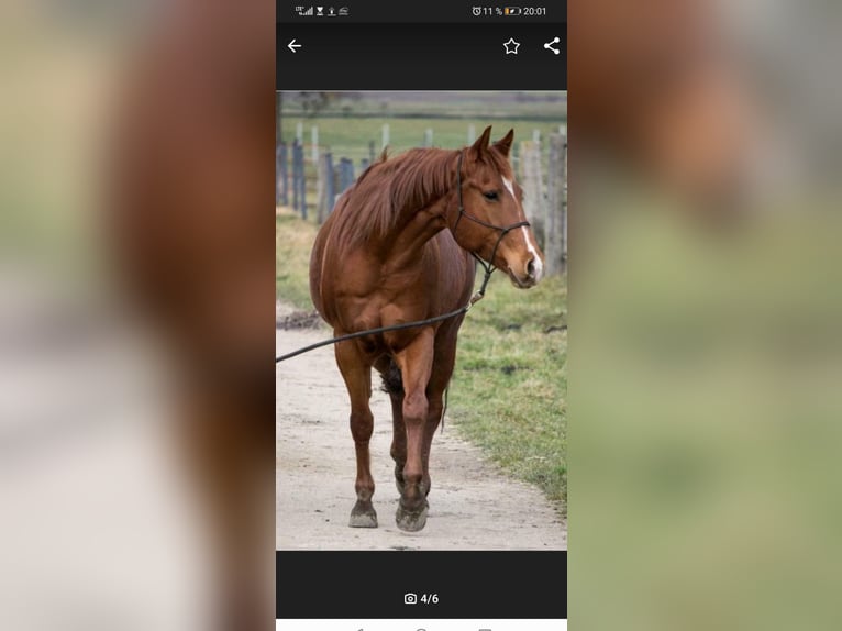 Caballo cuarto de milla Yegua Potro (05/2025) Alazán in Immenreuth