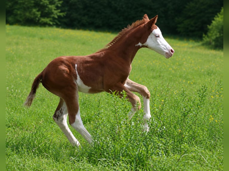 Caballo cuarto de milla Yegua Potro (05/2026) Alazán in Alterkülz