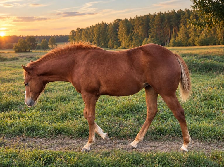 Caballo cuarto de milla Yegua Potro (04/2026) Alazán in Schwabach