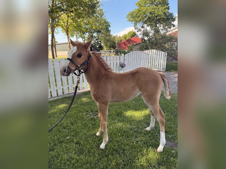 Caballo cuarto de milla Yegua  Alazán-tostado in Haren