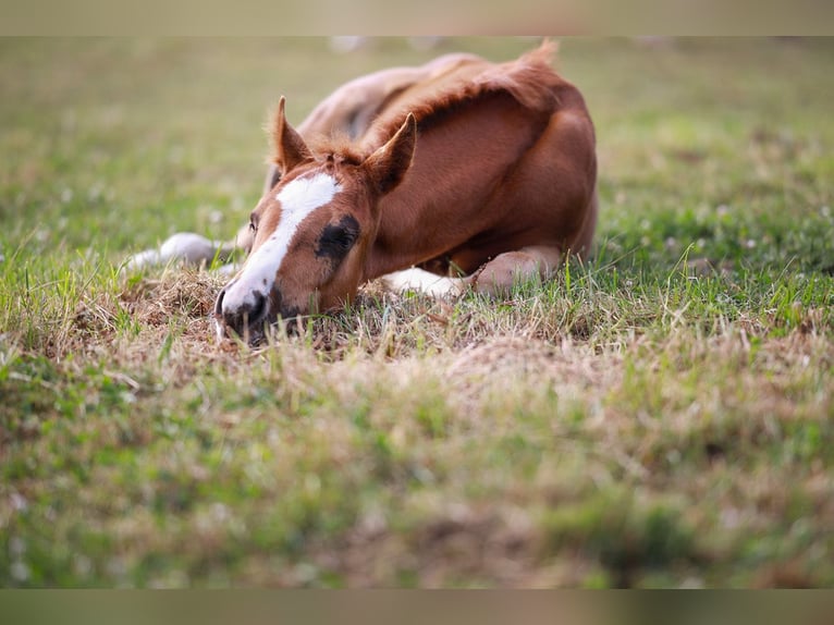 Caballo cuarto de milla Yegua Potro (05/2026) Alazán-tostado in KierspeKierspe