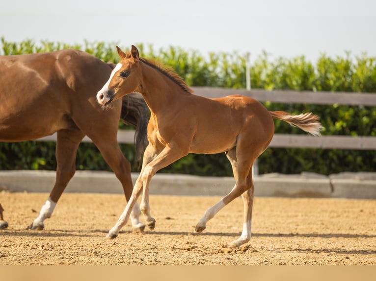 Caballo cuarto de milla Yegua Potro (01/2026) Alazán-tostado in Tollebeek