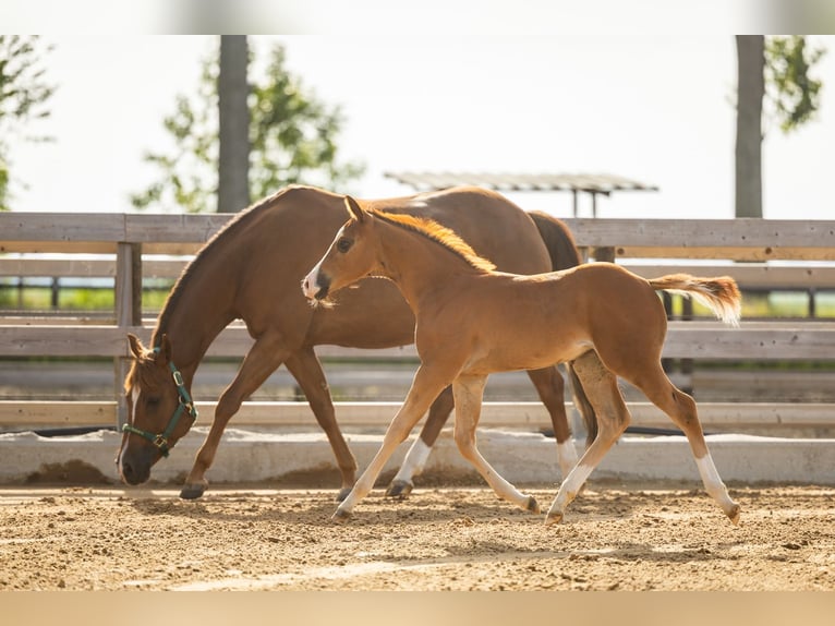 Caballo cuarto de milla Yegua Potro (01/2026) Alazán-tostado in Tollebeek