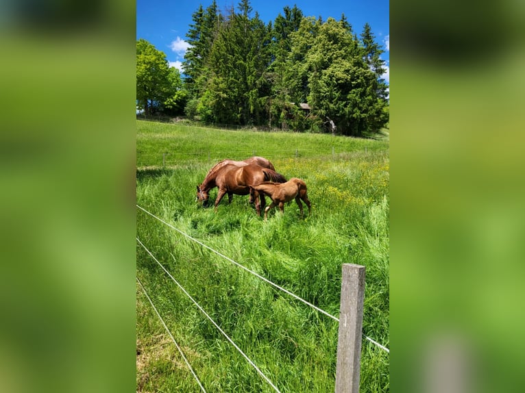 Caballo cuarto de milla Yegua Potro (03/2025) Alazán-tostado in Rheinfelden