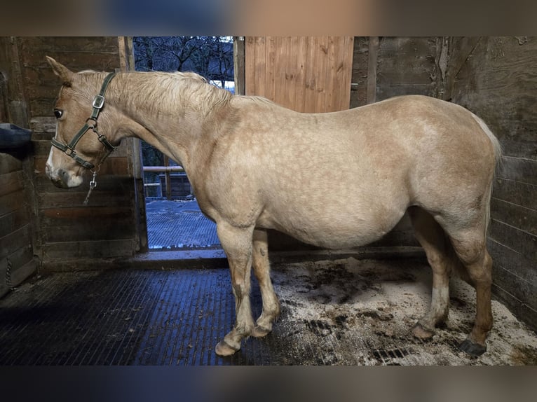 Caballo cuarto de milla Yegua Potro (03/2026) Alazán-tostado in Liskeard