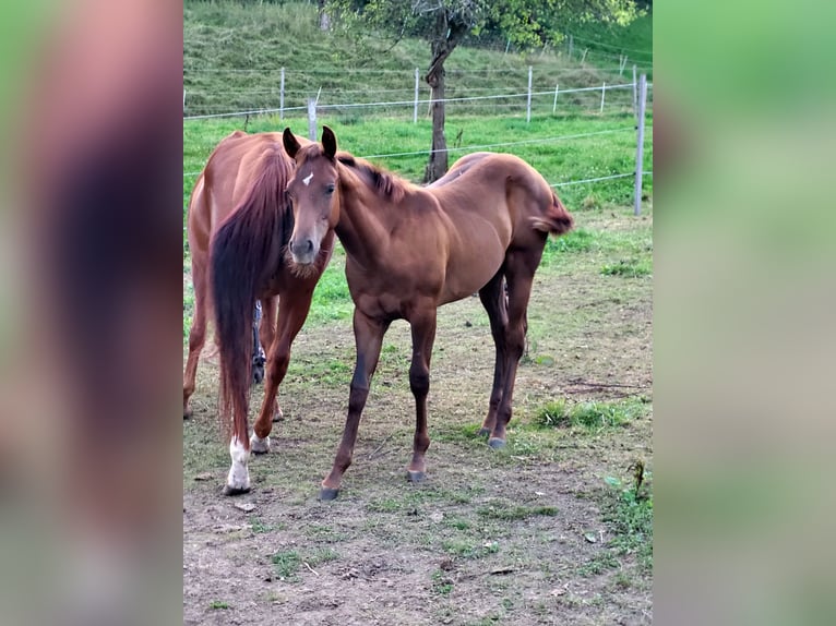 Caballo cuarto de milla Yegua Potro (03/2025) Alazán-tostado in Rheinfelden
