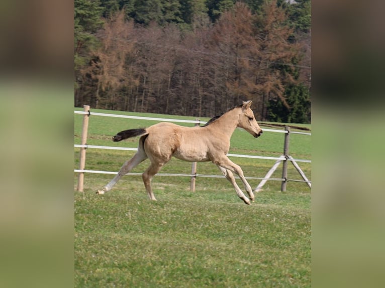Caballo cuarto de milla Yegua Potro (02/2026) Buckskin/Bayo in Schlammersdorf
