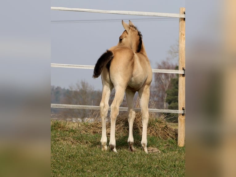 Caballo cuarto de milla Yegua Potro (02/2026) Buckskin/Bayo in Schlammersdorf
