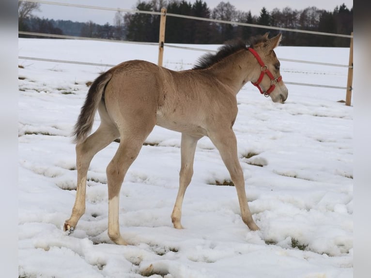 Caballo cuarto de milla Yegua Potro (01/2026) Buckskin/Bayo in Schlammersdorf