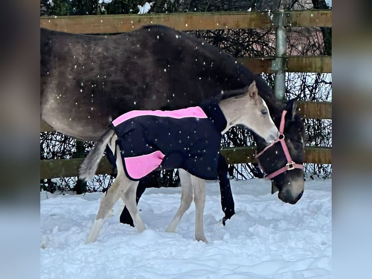 Caballo cuarto de milla Yegua Potro (01/2026) Buckskin/Bayo in VorbachSchlammersdorf