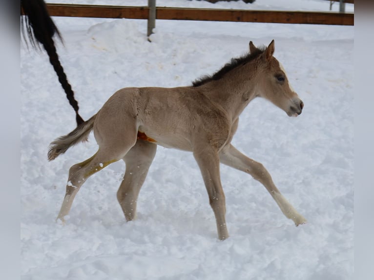 Caballo cuarto de milla Yegua Potro (01/2026) Buckskin/Bayo in VorbachSchlammersdorf