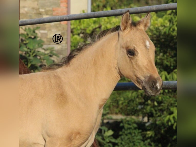 Caballo cuarto de milla Yegua Potro (05/2026) Buckskin/Bayo in PessolaVarsi (PR)